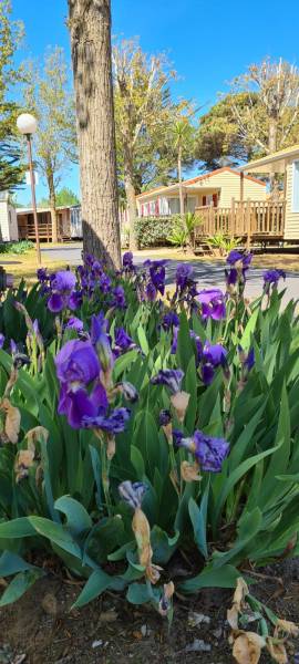 Camping et location à vias plage bord de mer 