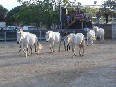 camping le mas de la plage à 2h00 du Mas de la Comtesse proche de Aigues Mortees